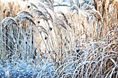 WINTER FROST ON ORNAMENTAL GRASSES