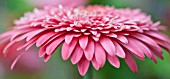 GERBERA BARBETON