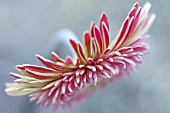 GERBERA FLOWER HEAD