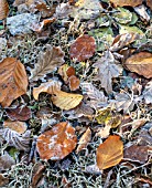 AUTUMN FROSTED LEAVES OF OAK, BIRCH, BEECH