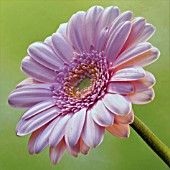 GERBERA