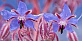 BORAGE