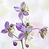 THALICTRUM DELAVAYI