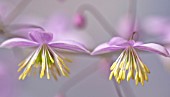 THALICTRUM DELAVAYI