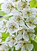 PYRUS COMMUNIS BLOSSOM