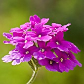 PRIMULA DENTICULATA