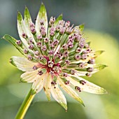 ASTRANTIA MAJOR GREEN TAPESTRY