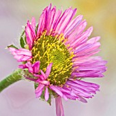 ERIGERON CHARITY