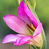 GLADIOLUS COMMUNIS SUBSP, BYZANTINUS