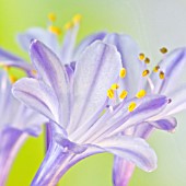 AGAPANTHUS SWEET SURPRISE