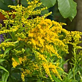 SOLIDAGO CANADENSIS