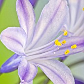 AGAPANTHUS SWEET SURPRISE