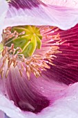 PAPAVER SOMNIFERUM