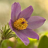 Pulsatilla Vulgaris Pasqueflower