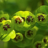 EUPHORBIA MARTINII