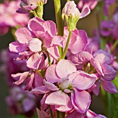 MATTHIOLA LONGIPETULA CINDERELLA PINK