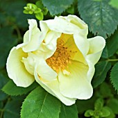 ROSA FRUHLINGSGOLD