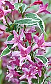 WEIGELA FLORIDA VARIEGATA