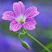 GERANIUM X OXONIANUM LACE PINK