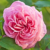 ROSA GERTRUDE JEKYLL