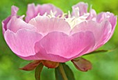 PAEONIA LACTIFLORA BOWL OF BEAUTY