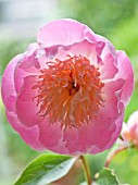 PAEONIA LACTIFLORA BOWL OF BEAUTY