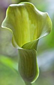 ZANTEDESCHIA AETHIOPICA (ARUM LILY)