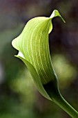 ZANTEDESCHIA AETHIOPICA (ARUM LILY)