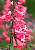 PENSTEMON ANDENKEN AN FRIEDRICH HAHN GARNET