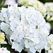 HYDRANGEA MACROPHYLLA HORTENSIA