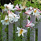 LILIUM REGALE