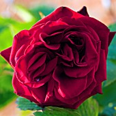 ROSA DEEP SECRET