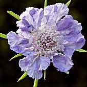 SCABIOSA CAUSICA CLIVE GREAVES