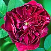 ROSA DARCY BUSSELL