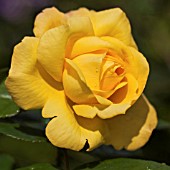 ROSA GOLDEN SHOWERS