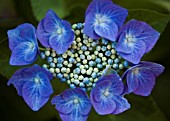 HYDRANGEA MACROPHYLLA TELLERBLUE