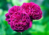 ROSA DARCEY BUSSELL