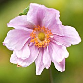 ANEMONE X HYBRIDA QUEEN CHARLOTTE