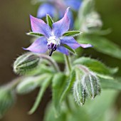 BORAGE