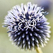 ECHINOPS VEITCHS BLUE