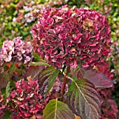 HYDRANGEA MACROPHYLLA FOREVER & EVER TOGETHER