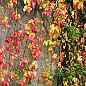 VIRGINIA CREEPER PARTHENOCISSUS QUINQUEFOLIA