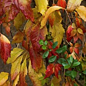 VIRGINIA CREEPER PARTHENOCISSUS QUINQUEFOLIA