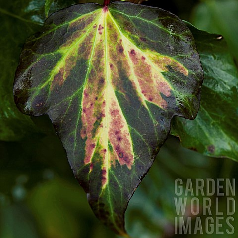 HEDERA_HELIX_VARIEGATED_IVY