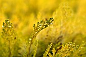 THUJA OCCIDENTALIS GOLDEN GLOBE