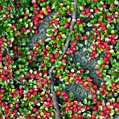 COTONEASTER HORIZONTALIS