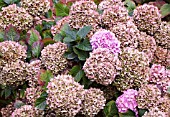 HYDRANGEA MACROPHYLLA FOREVER & EVER TOGETHER