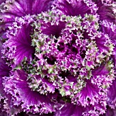 BRASSICA OLERACEA ORNAMENTAL CABBAGE NORTHERN LIGHTS