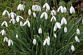 Galanthus Nivalis Snowdrops