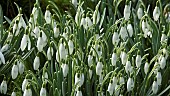 Galanthus Nivalis Snowdrops